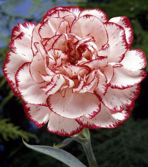 Sunset Serenade: Warm Tonal Blossom Ensemble